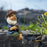 Cheeky Fishing Gnome Garden Statue